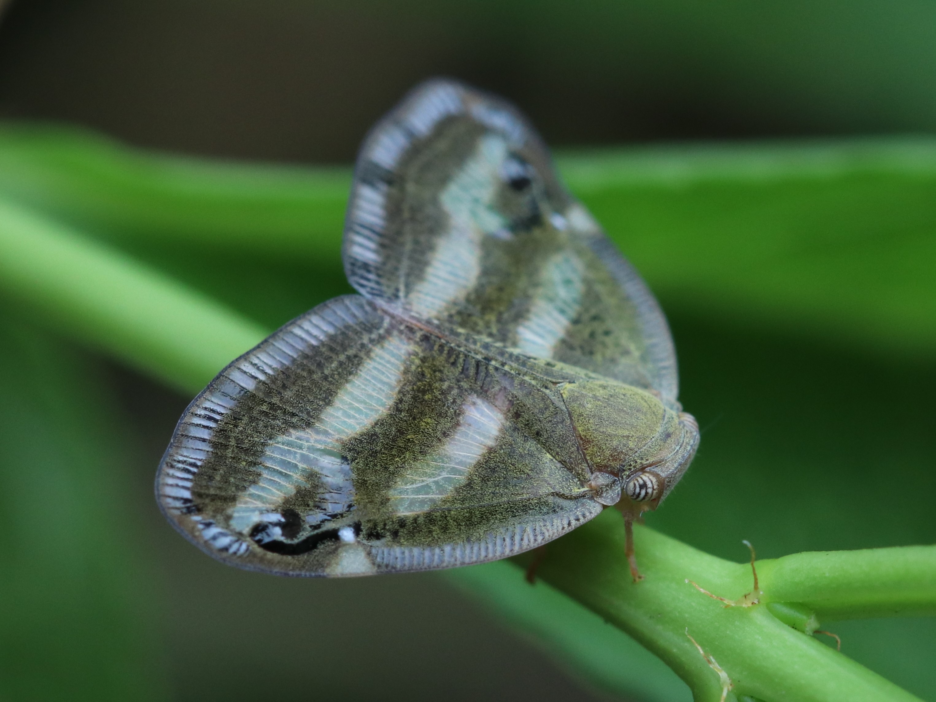 茎につかまるベッコウハゴロモ